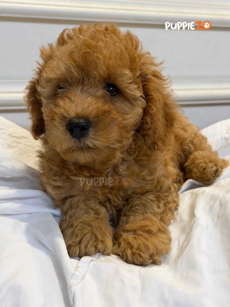 cavapoo-puppies-for-sale