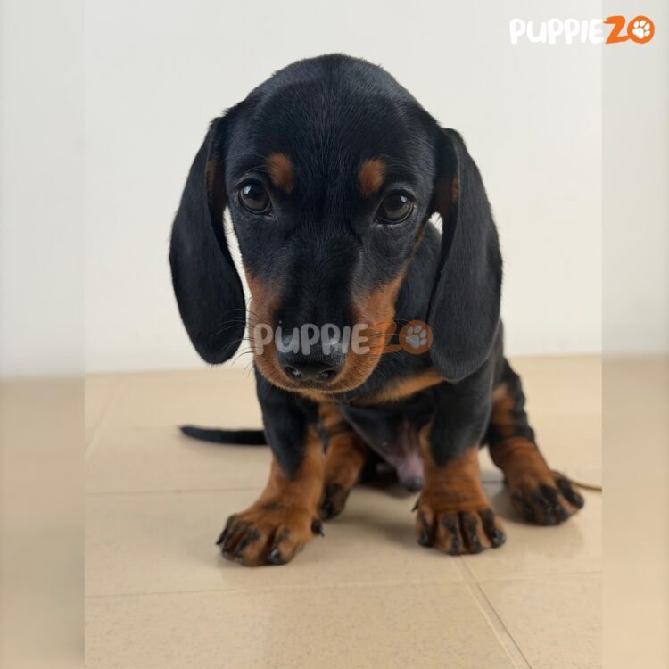 dachshund-puppies-for-sale