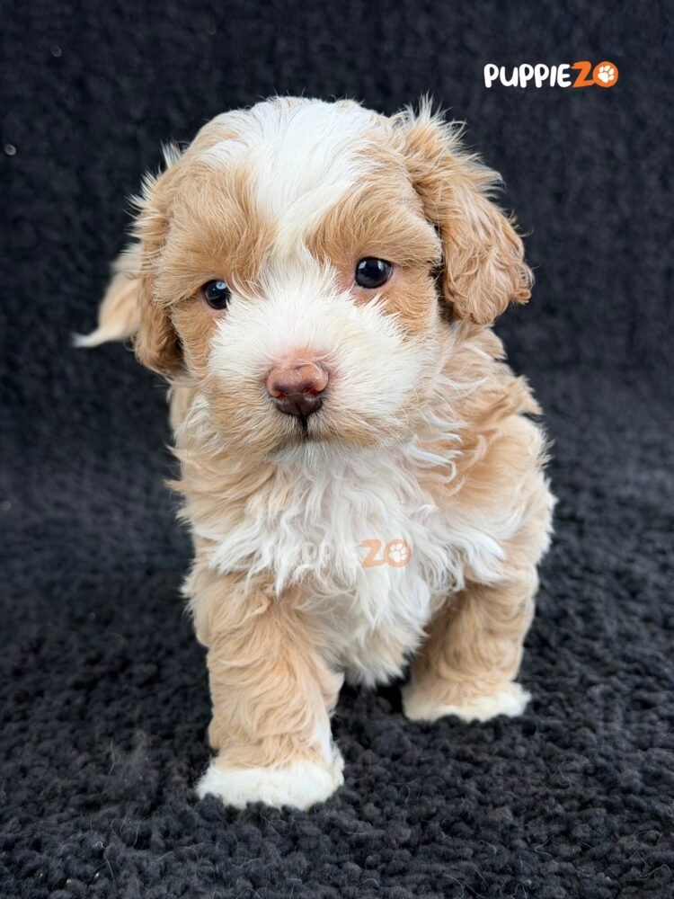 maltipoo-puppies-for-sale
