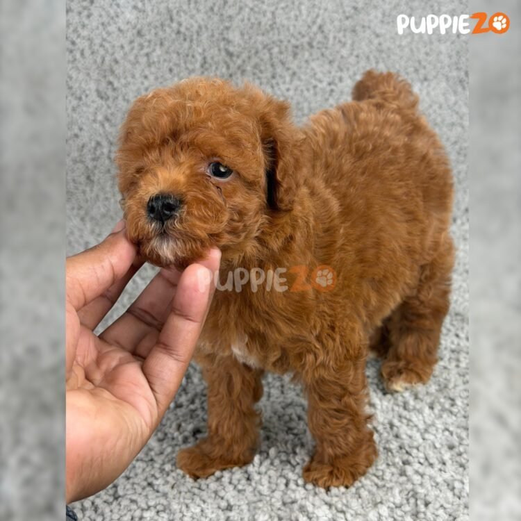 cavapoo-puppies-for-sale