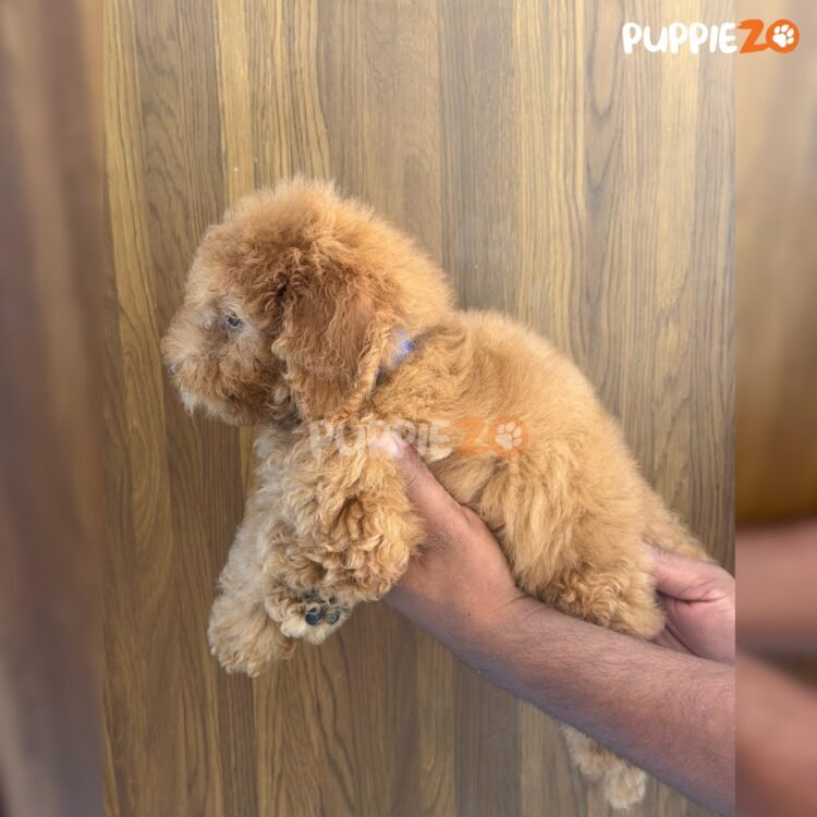 mini-poodle-puppies-for-sale
