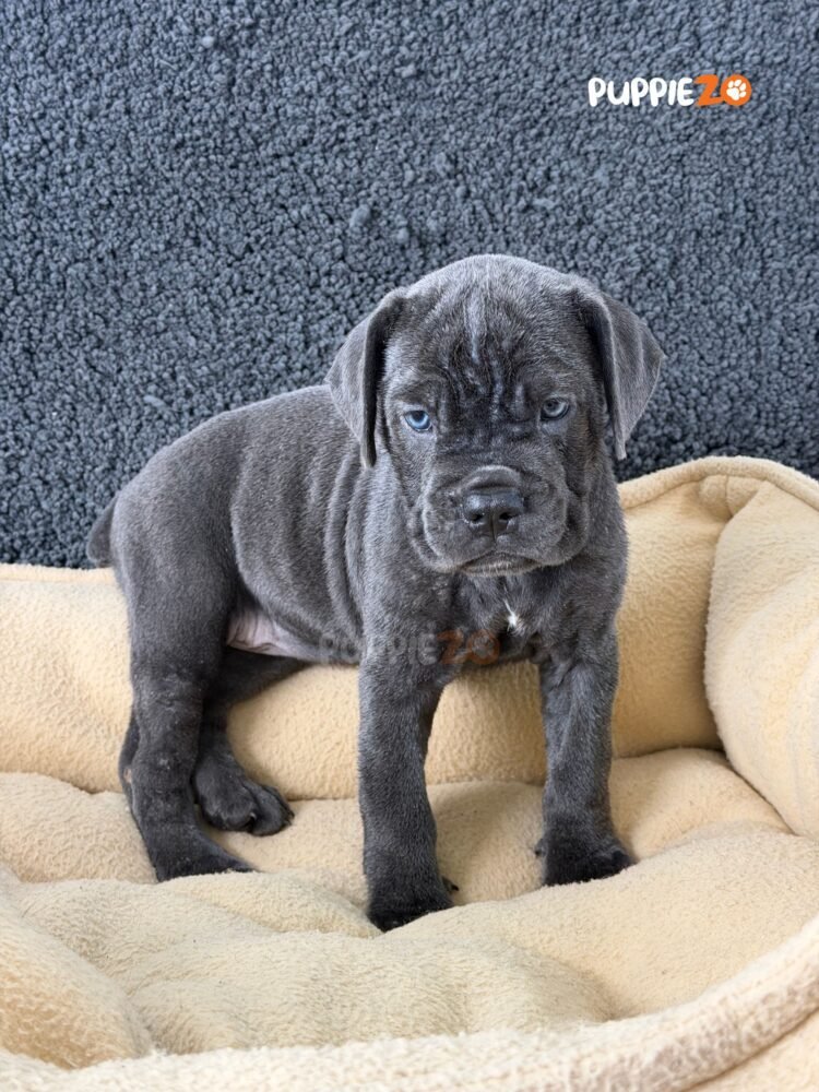 cane-corso-puppies-for-sale