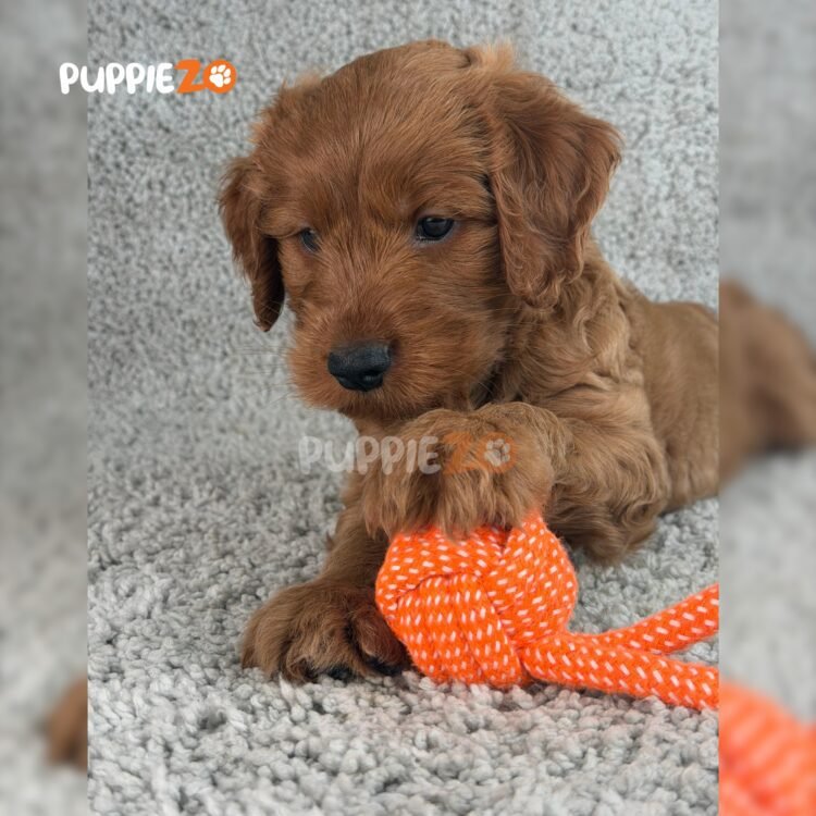labradoodle-puppies-for-sale