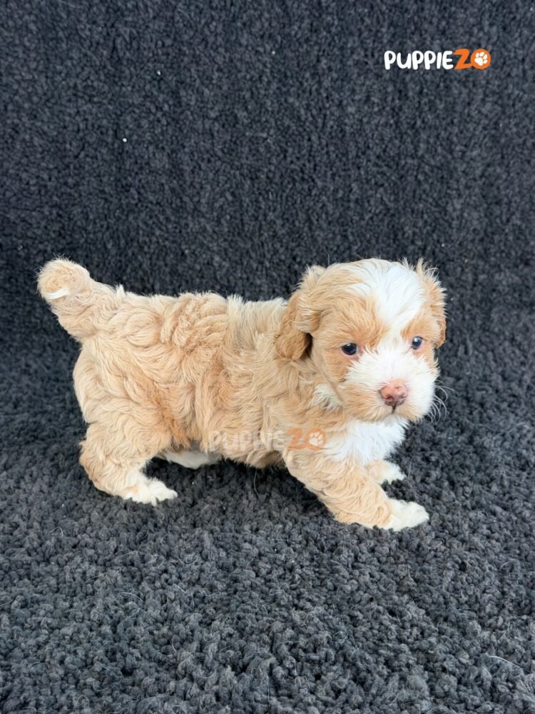 maltipoo-puppies-for-sale