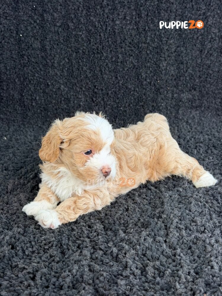 maltipoo-puppies-for-sale