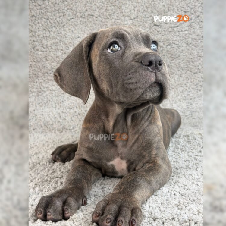 cane-corso-puppies-for-sale