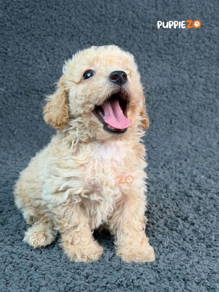 goldendoodle-puppies-for-sale