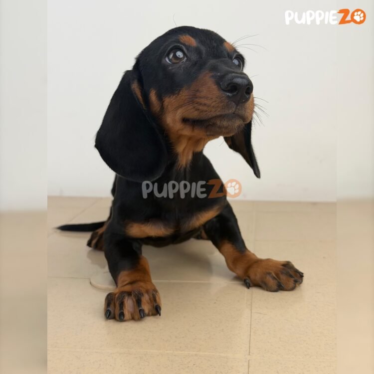 dachshund-puppies-for-sale