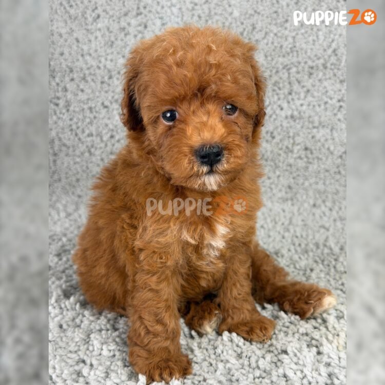 cavapoo-puppies-for-sale