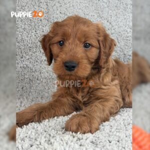 labradoodle-puppies-for-sale