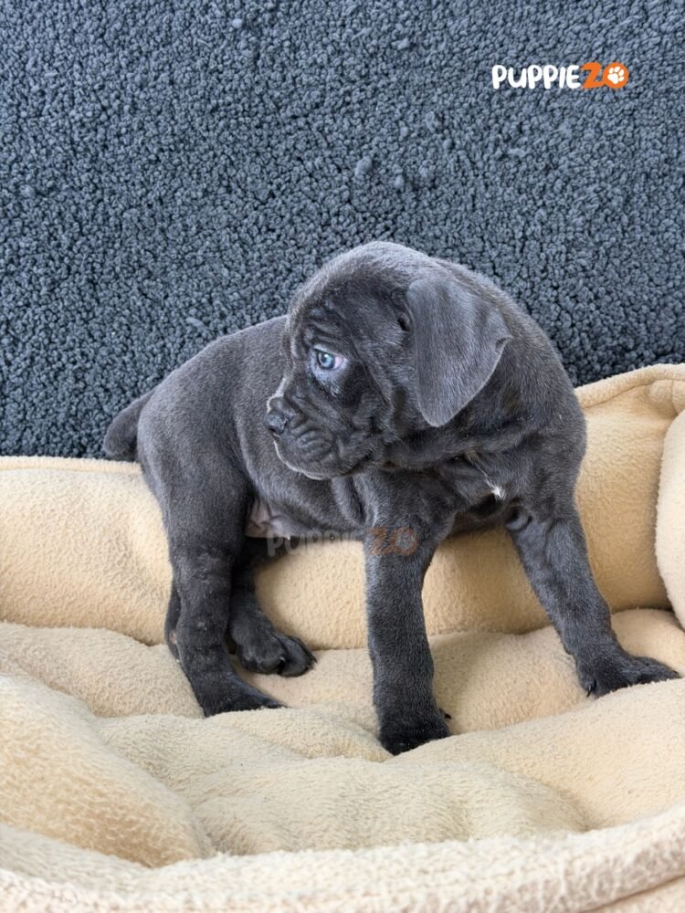 cane-corso-puppies-for-sale