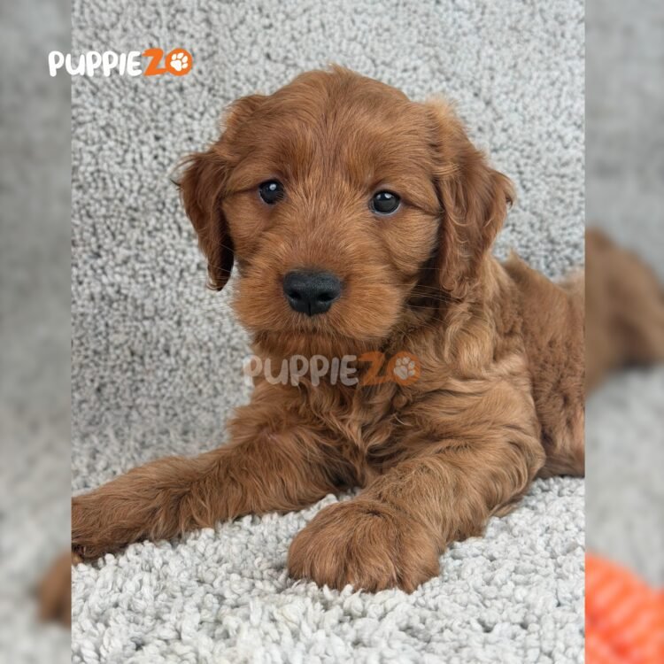 labradoodle-puppies-for-sale