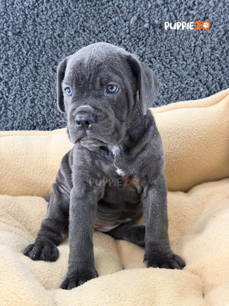 cane-corso-puppies-for-sale