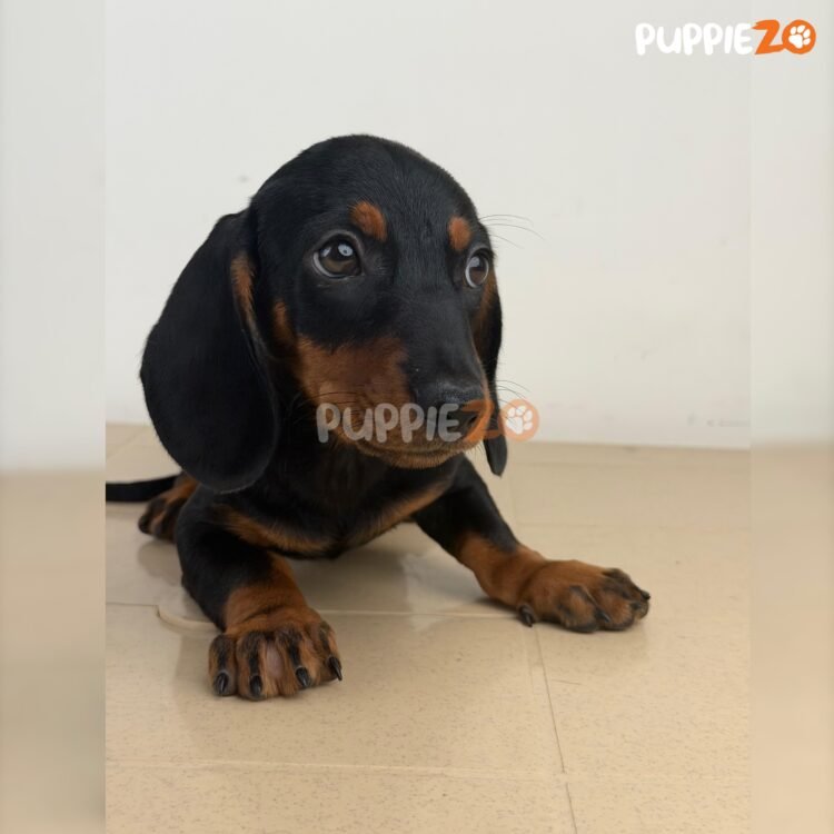 dachshund-puppies-for-sale