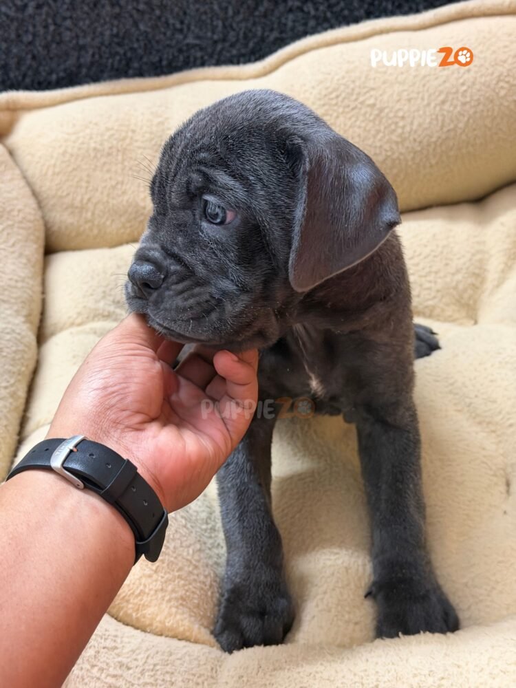 cane-corso-puppies-for-sale