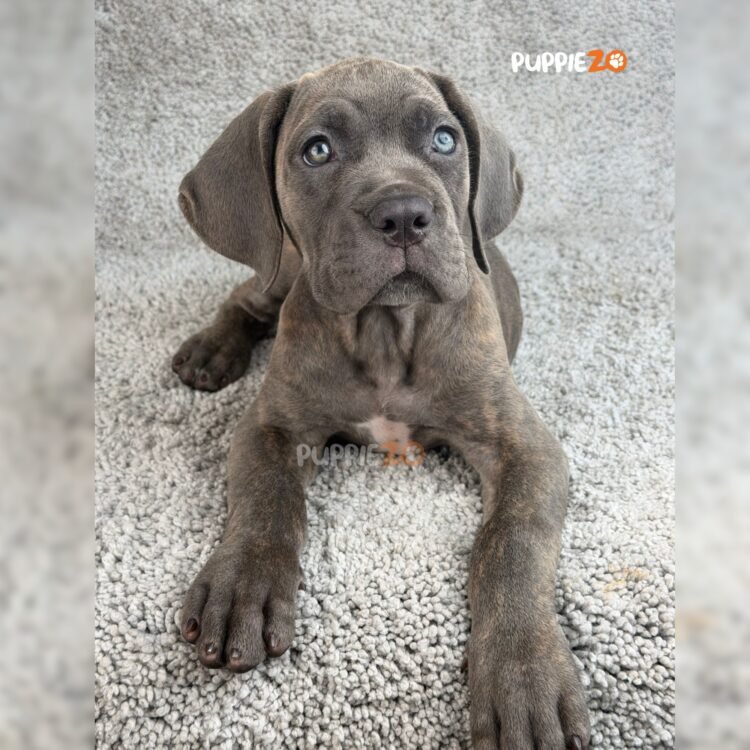 cane-corso-puppies-for-sale