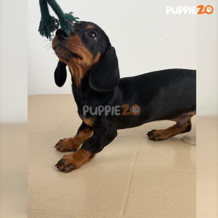 dachshund-puppies-for-sale