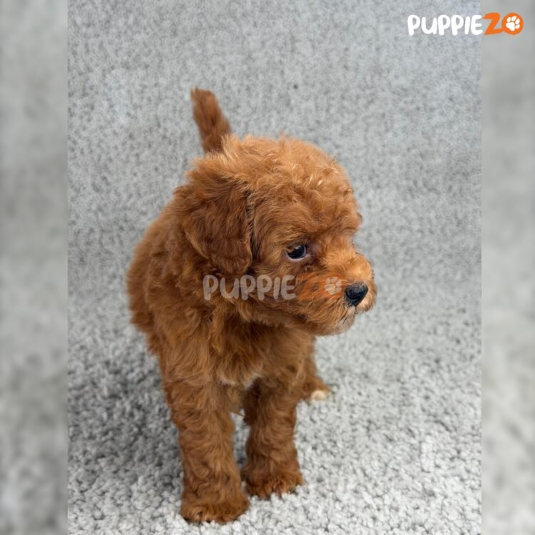 cavapoo-puppies-for-sale