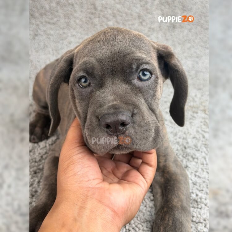 cane-corso-puppies-for-sale