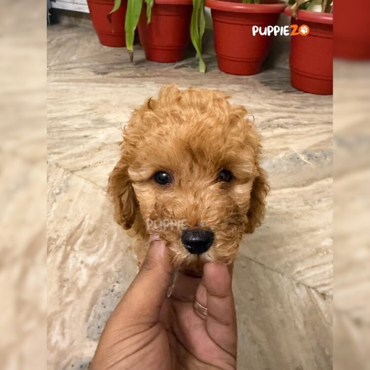 cavapoo-puppies-for-sale