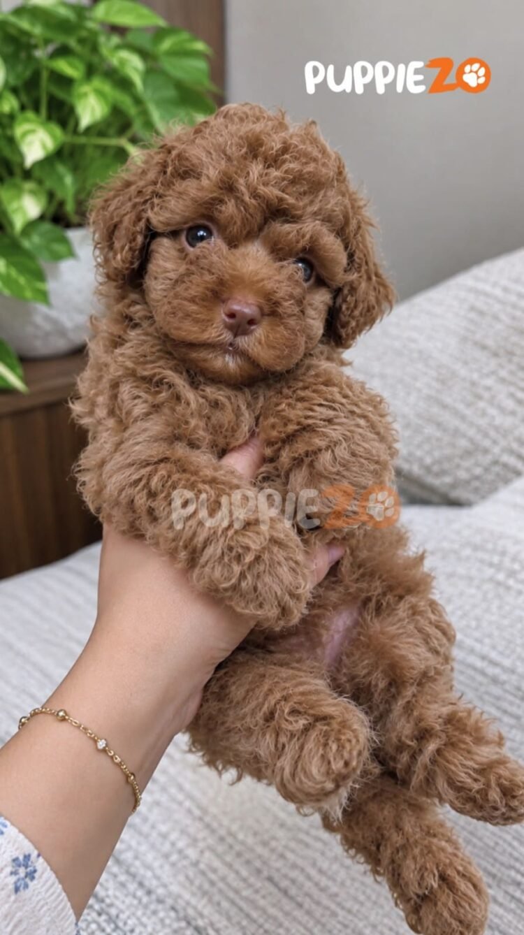 cavapoo-puppies-for-sale