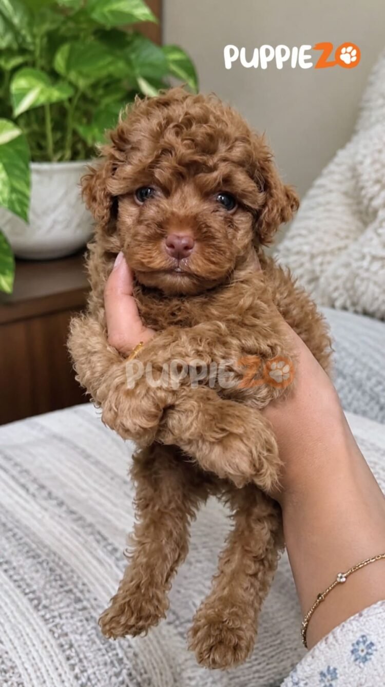 cavapoo-puppies-for-sale