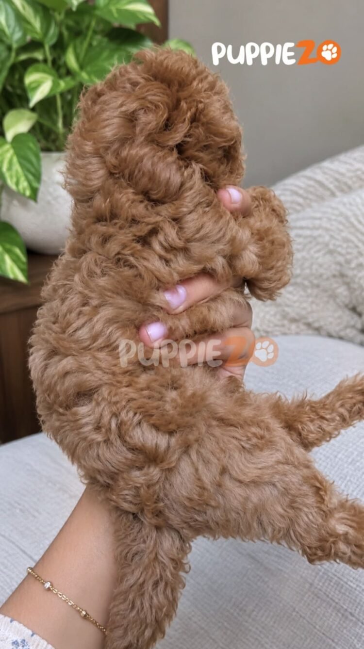 cavapoo-puppies-for-sale