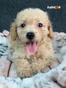 goldendoodle-puppies-for-sale