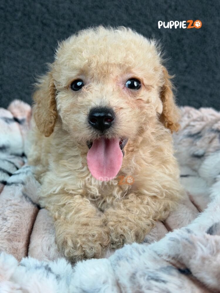 goldendoodle-puppies-for-sale