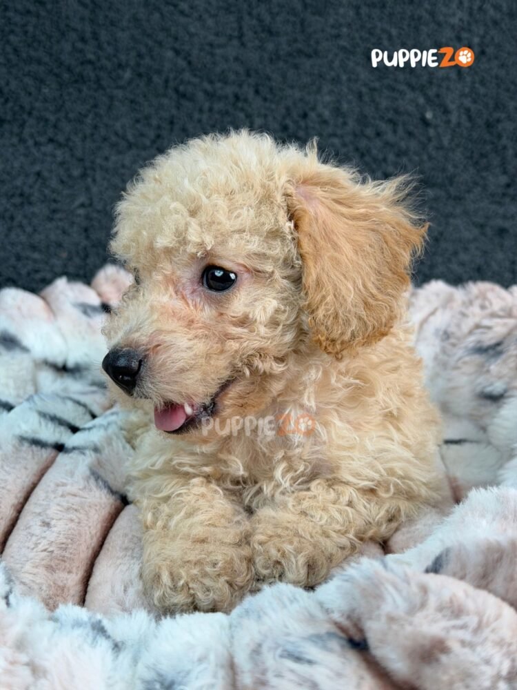 goldendoodle-puppies-for-sale