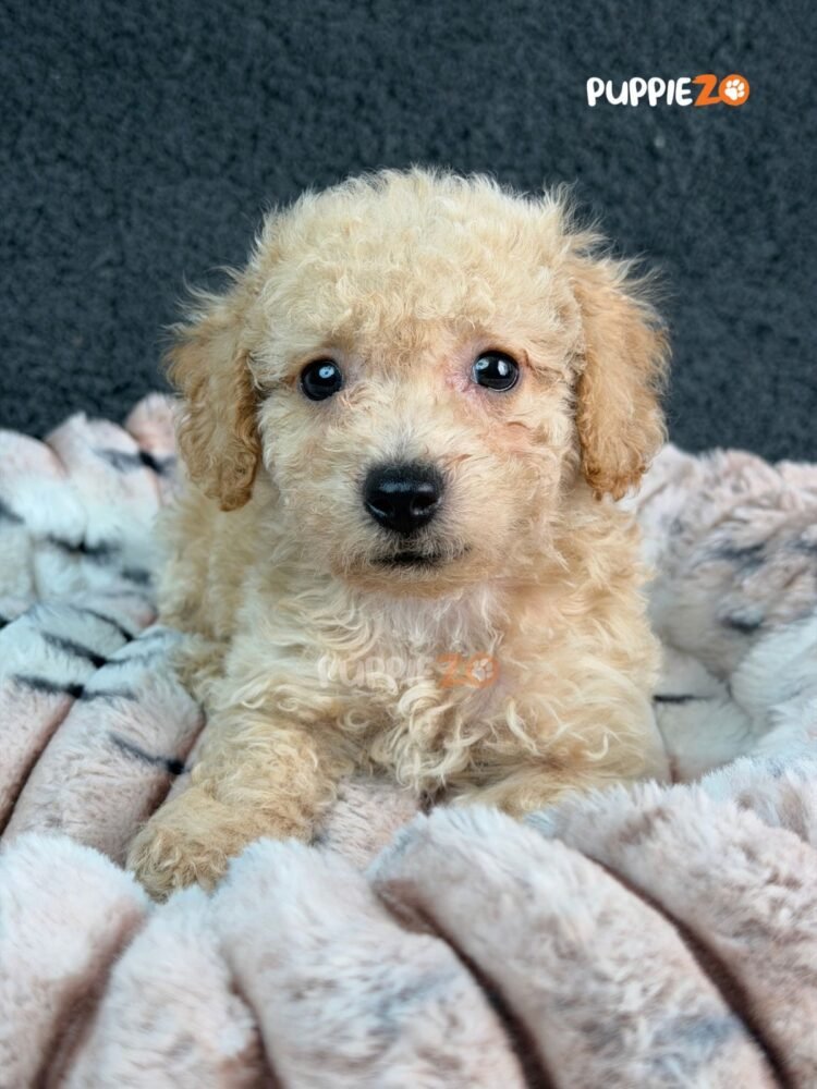 goldendoodle-puppies-for-sale