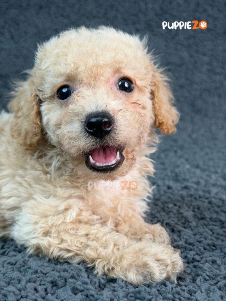 goldendoodle-puppies-for-sale