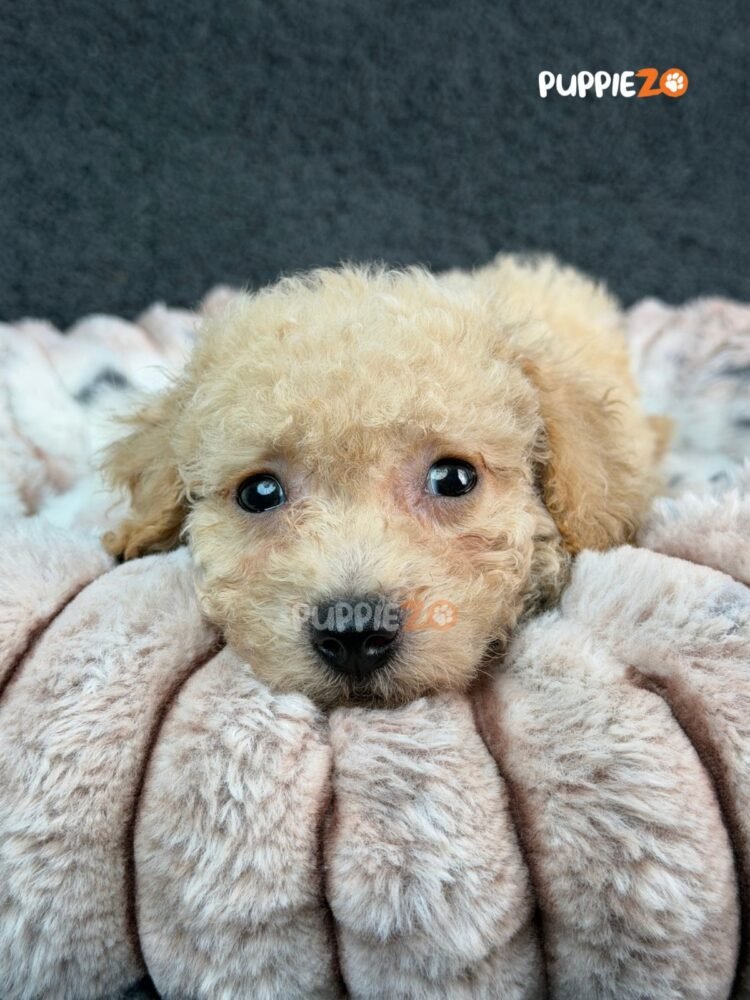 goldendoodle-puppies-for-sale