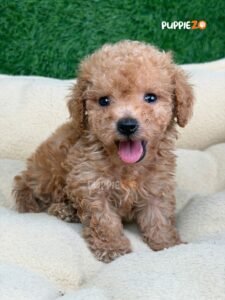poodle-puppies-for-sale
