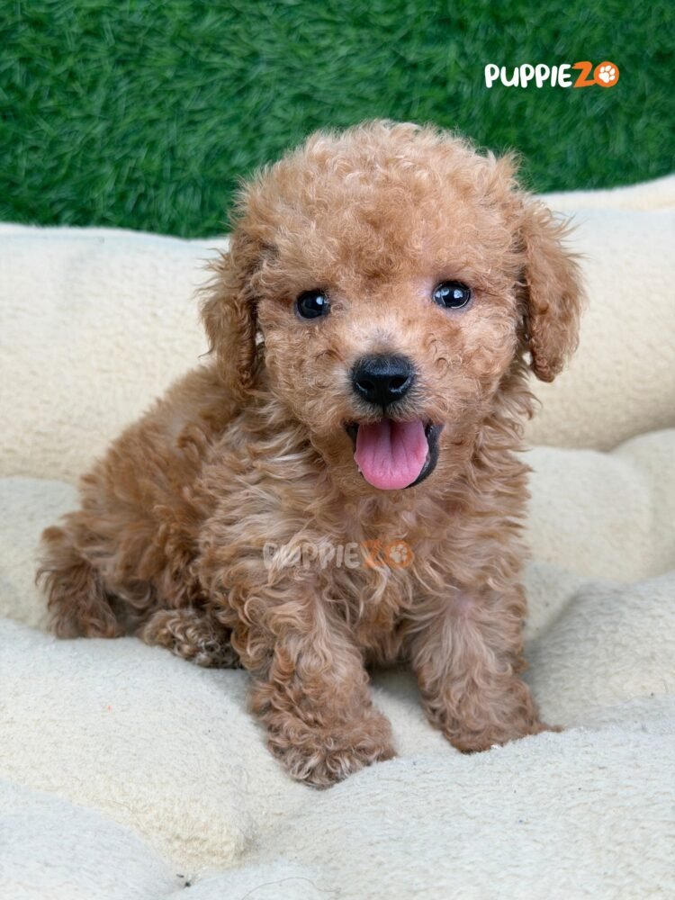 poodle-puppies-for-sale