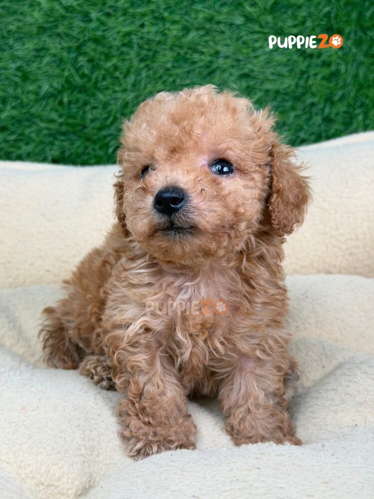 poodle-puppies-for-sale