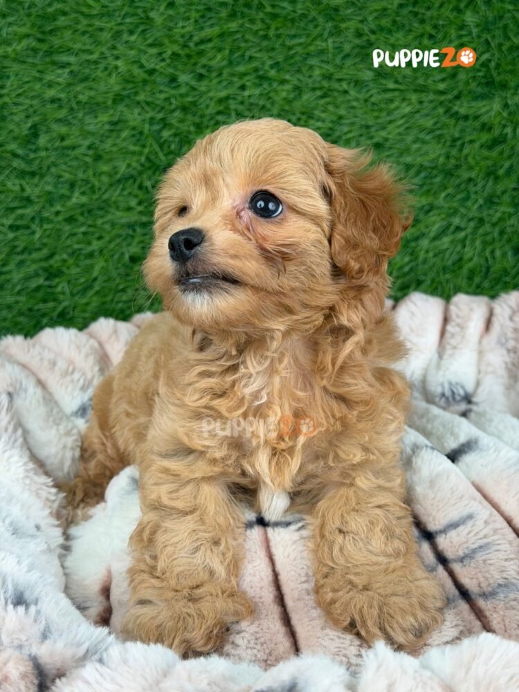maltipoo-puppies-for-sale