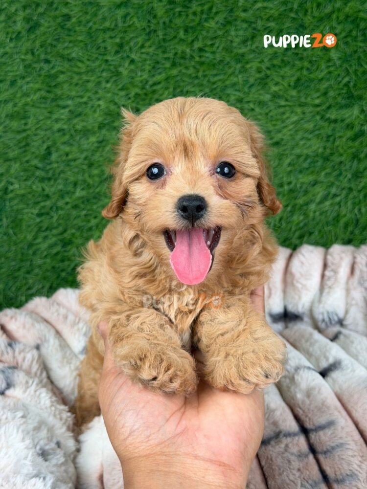 maltipoo-puppies-for-sale