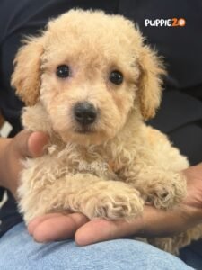 maltipoo-puppies-for-sale