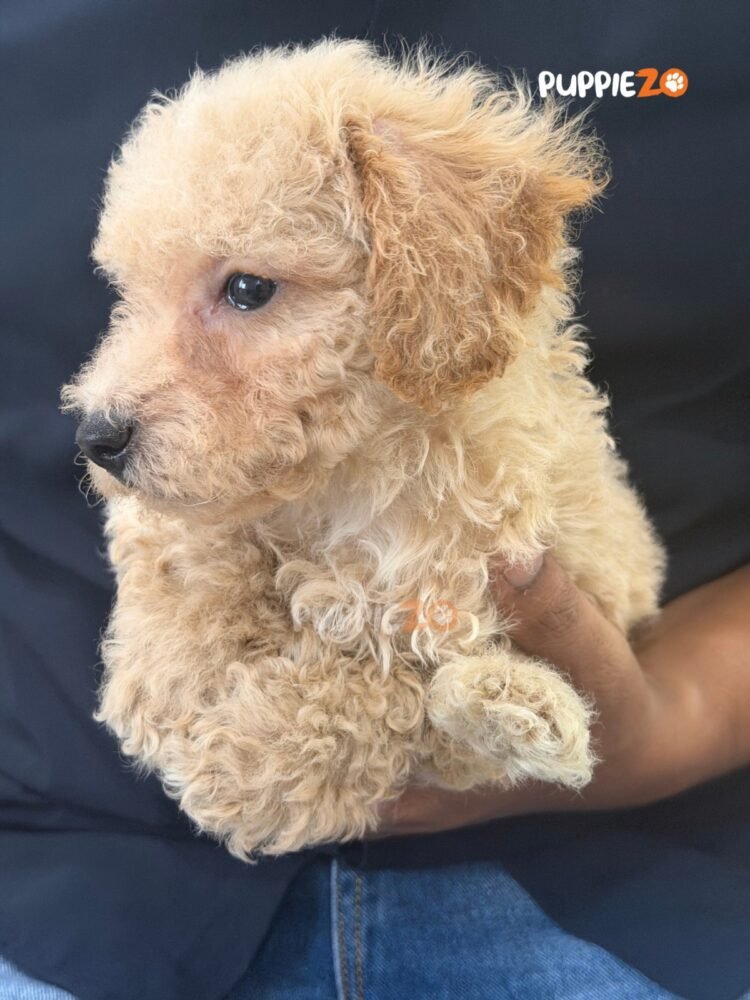 maltipoo-puppies-for-sale