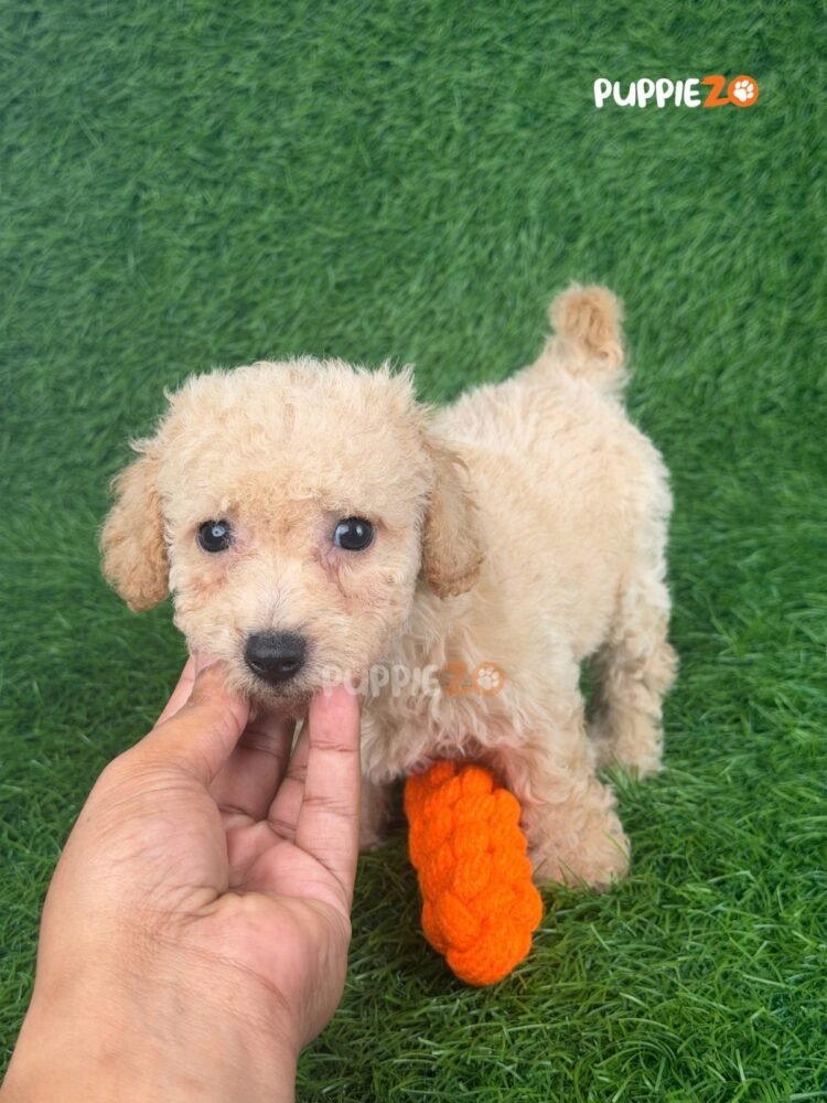 maltipoo-puppies-for-sale