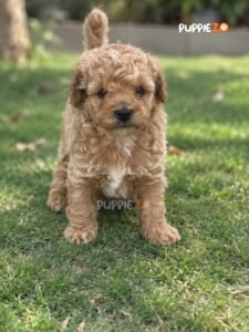 maltipoo-puppies-for-sale