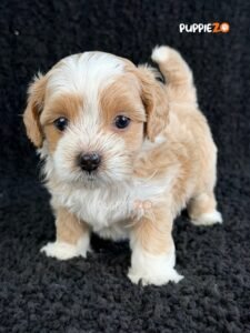 maltipoo-puppies-for-sale