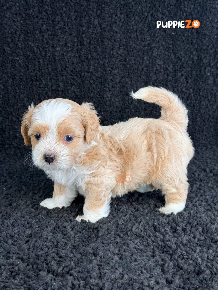 maltipoo-puppies-for-sale