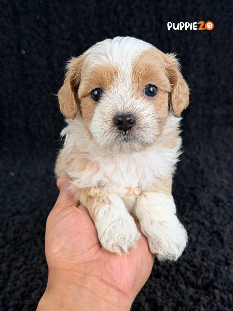 maltipoo-puppies-for-sale