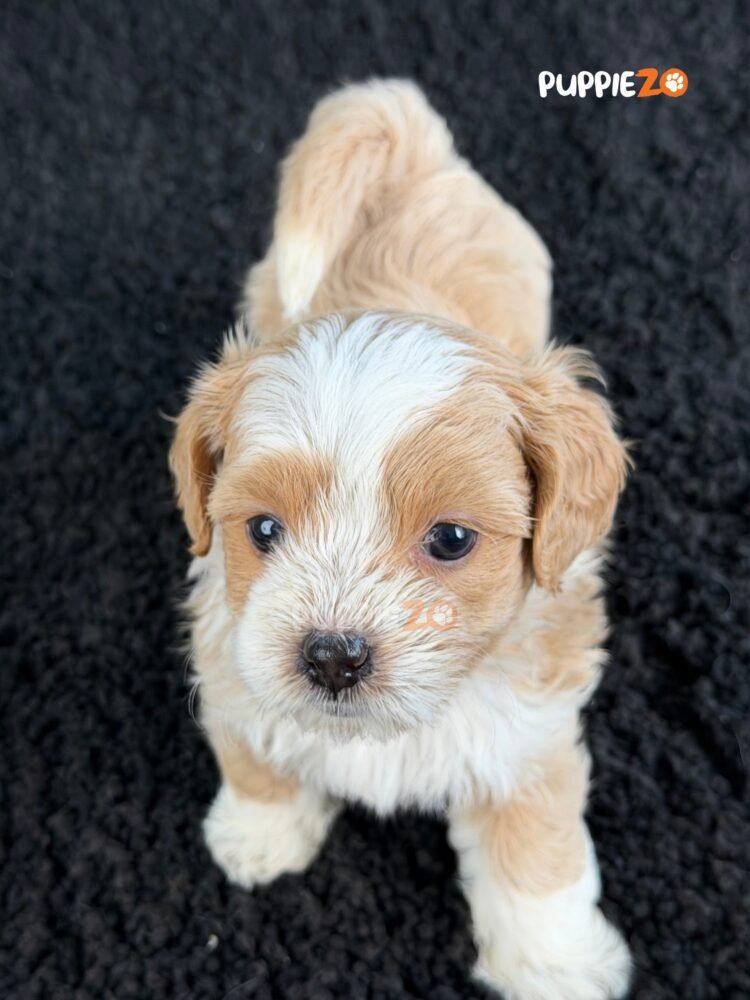 maltipoo-puppies-for-sale