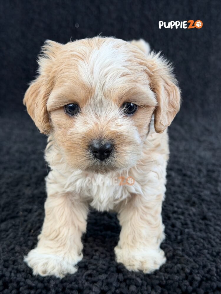 maltipoo-puppies-for-sale