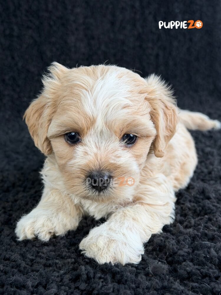 maltipoo-puppies-for-sale