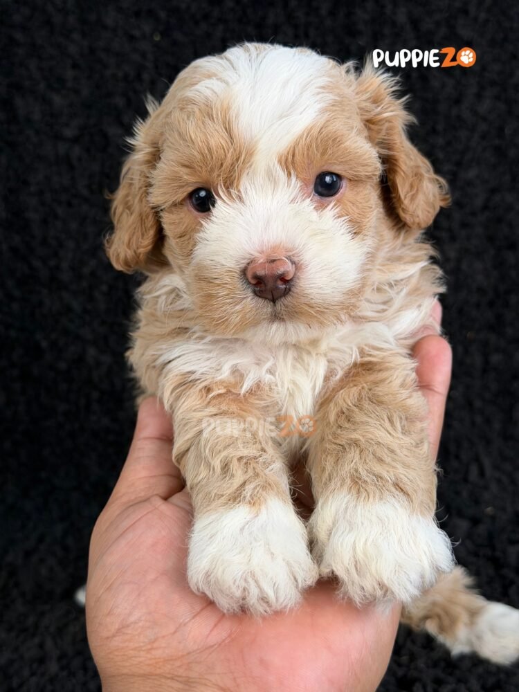 maltipoo-puppies-for-sale