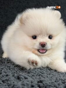 toy-pom-puppies-for-sale